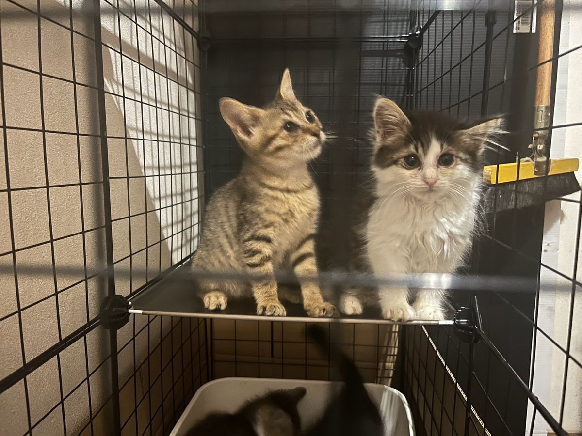 譲渡会で家族を待つ子猫たち