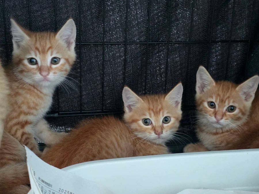 寄り添う保護猫の子猫たち