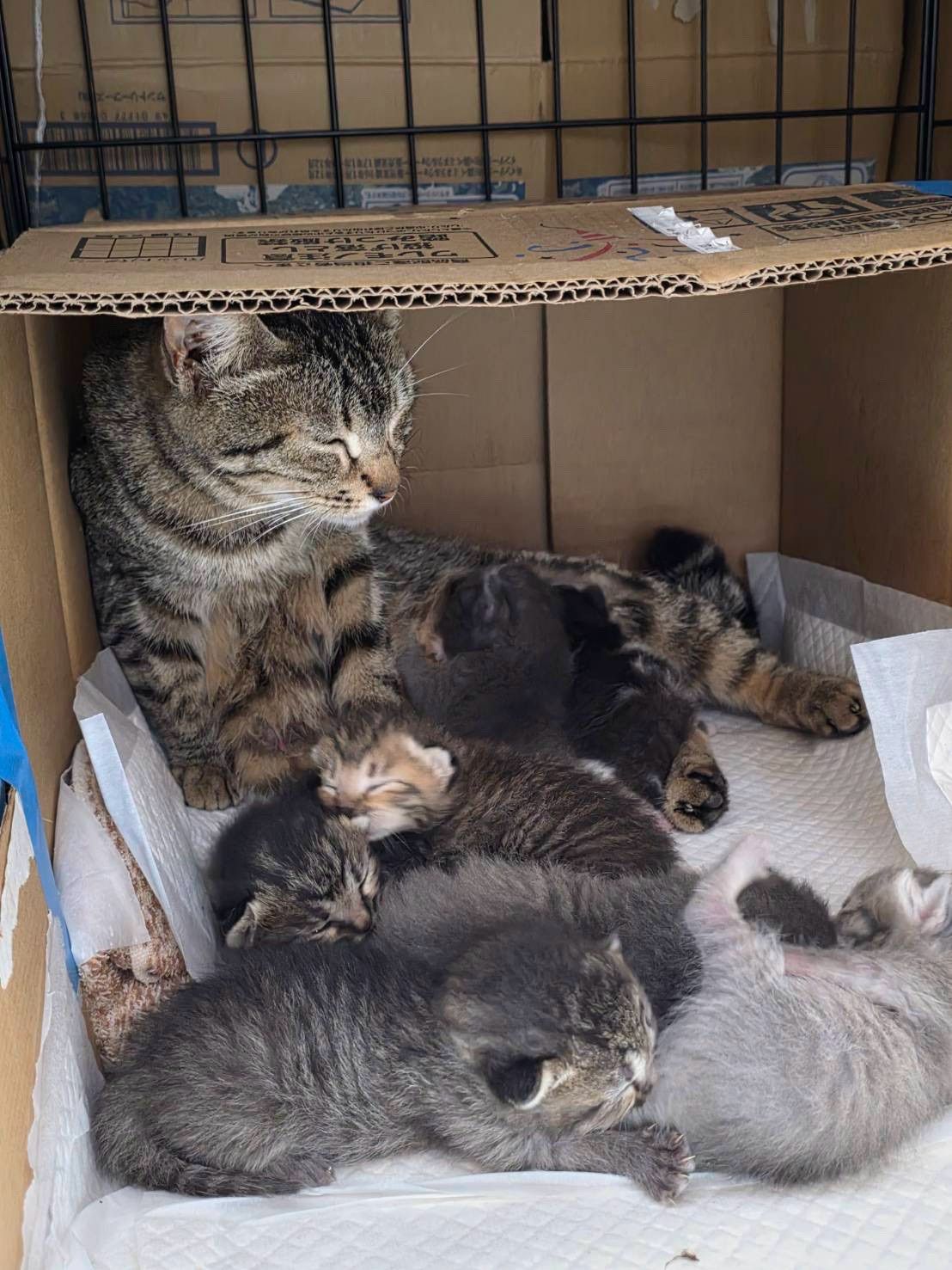 保護された母猫と子猫たち