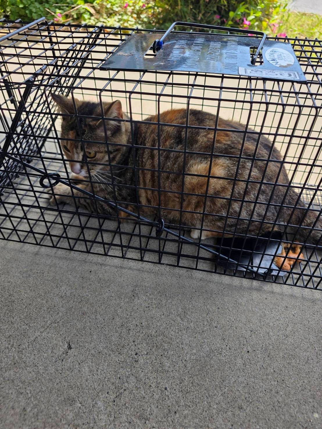 捕獲器で安全に保護された地域猫