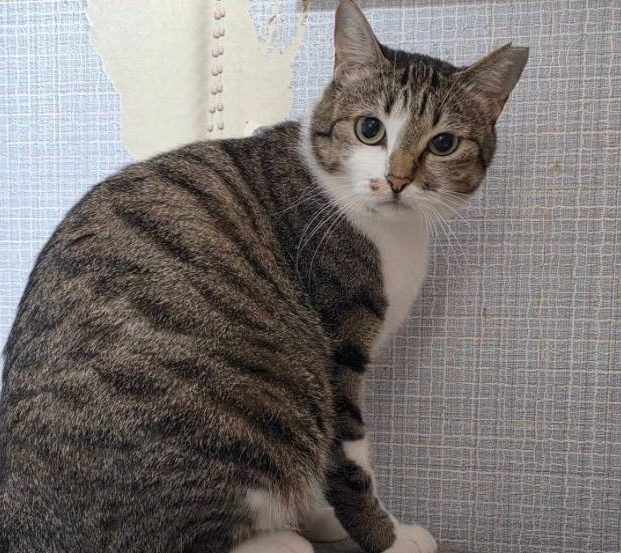 保護猫 アナ（キジ白・女の子）の写真