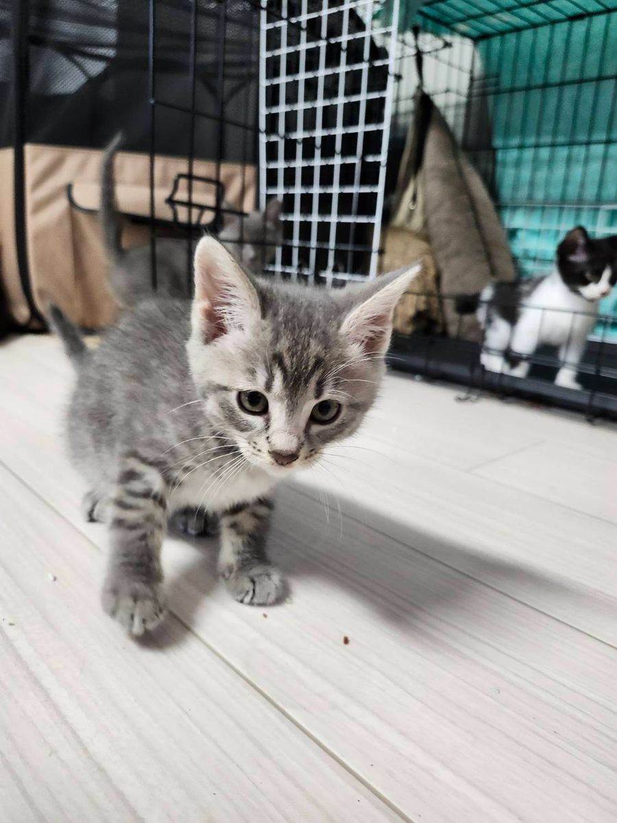 保護猫 そら(キジトラ・男の子)の写真