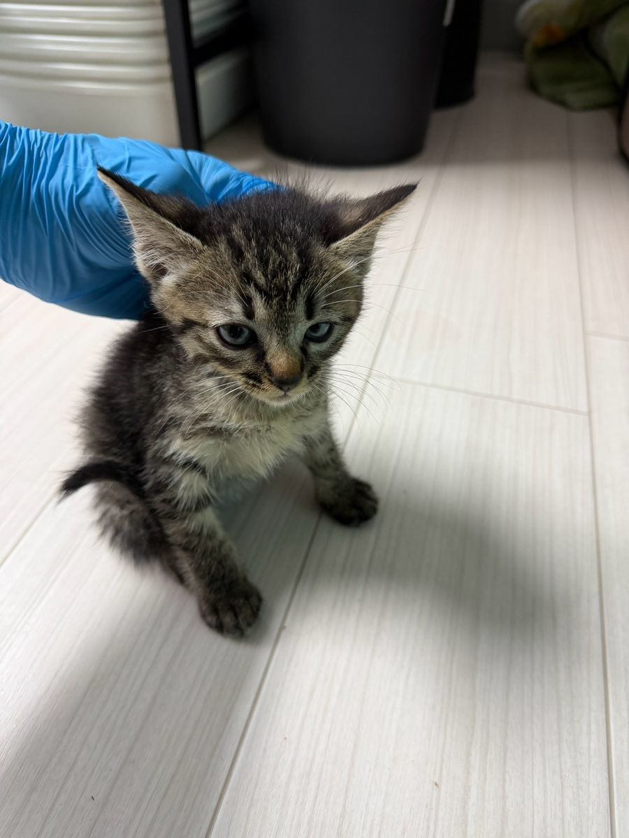 保護猫 まろん（キジトラ・男の子）の写真