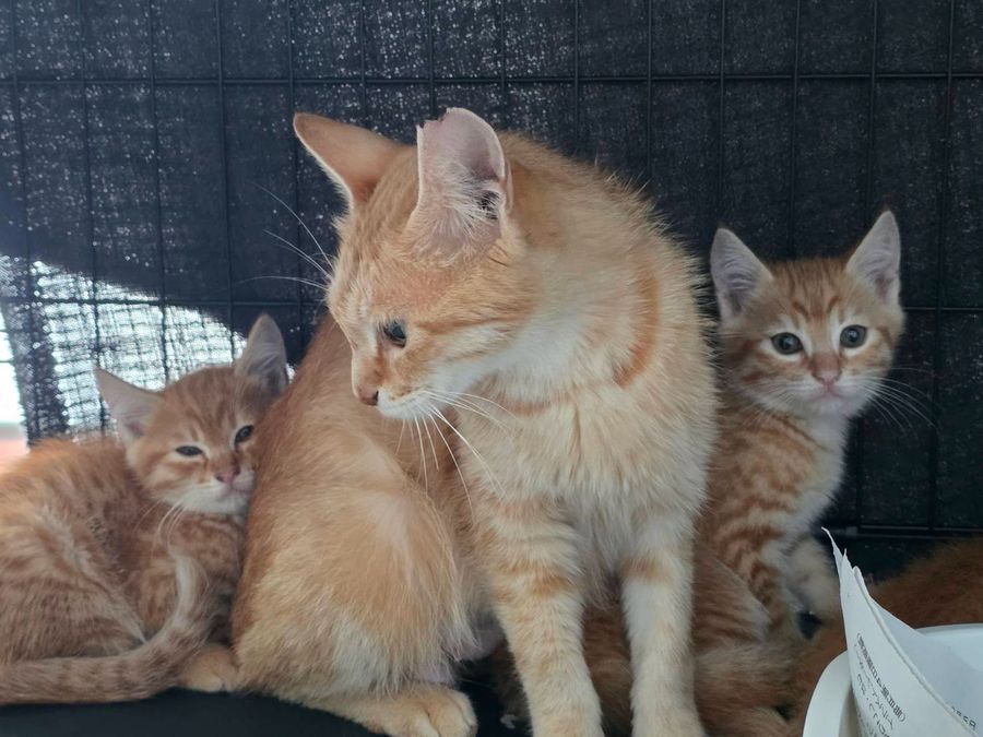 保護猫 みかん（茶トラ・男の子）の写真
