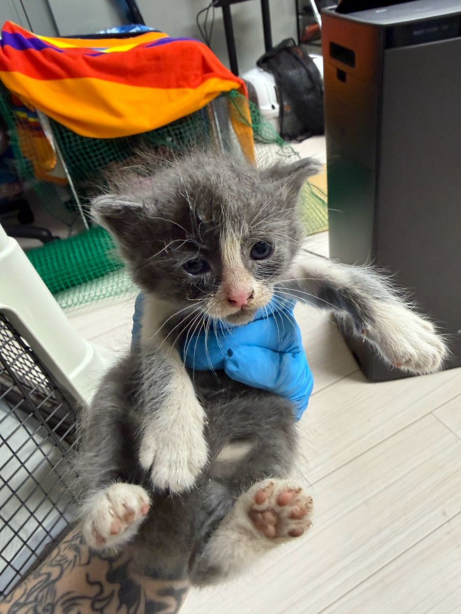 保護猫 はいじ（グレー白・女の子）の写真