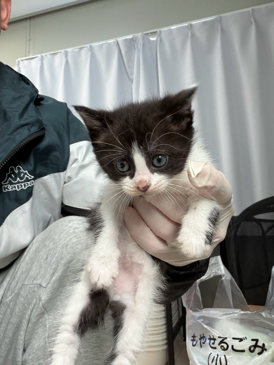 保護猫 ちょび（白黒・男の子）の写真