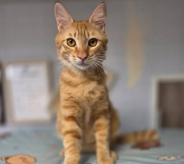 保護猫 ちゃー（茶トラ・男の子）の写真