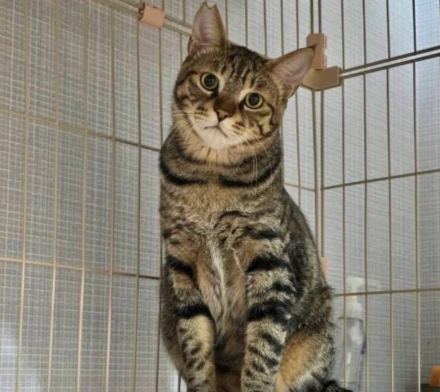 保護猫 大（だい）（キジトラ・男の子）の写真