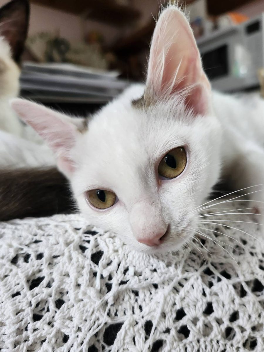 保護猫 じんごろー(白・男の子)の写真