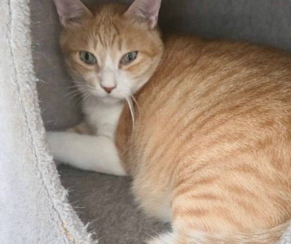 保護猫 ジョイ（茶トラ・男の子）の写真