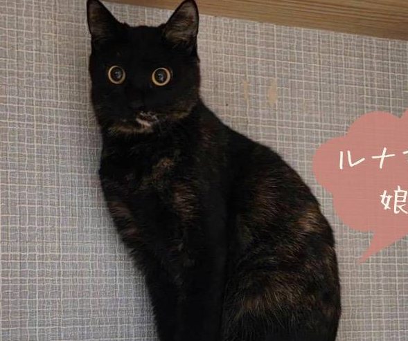 保護猫 キキ（サビ・女の子）の写真