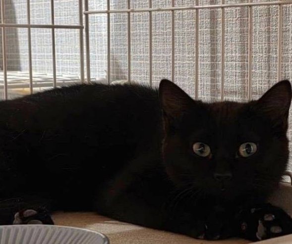 保護猫 パンチ（黒・男の子）の写真