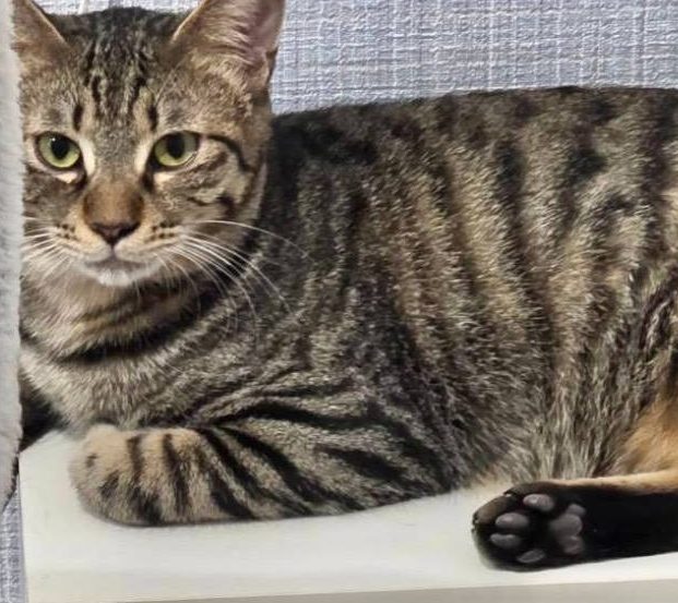 保護猫 涼（りょう)（キジトラ・男の子）の写真