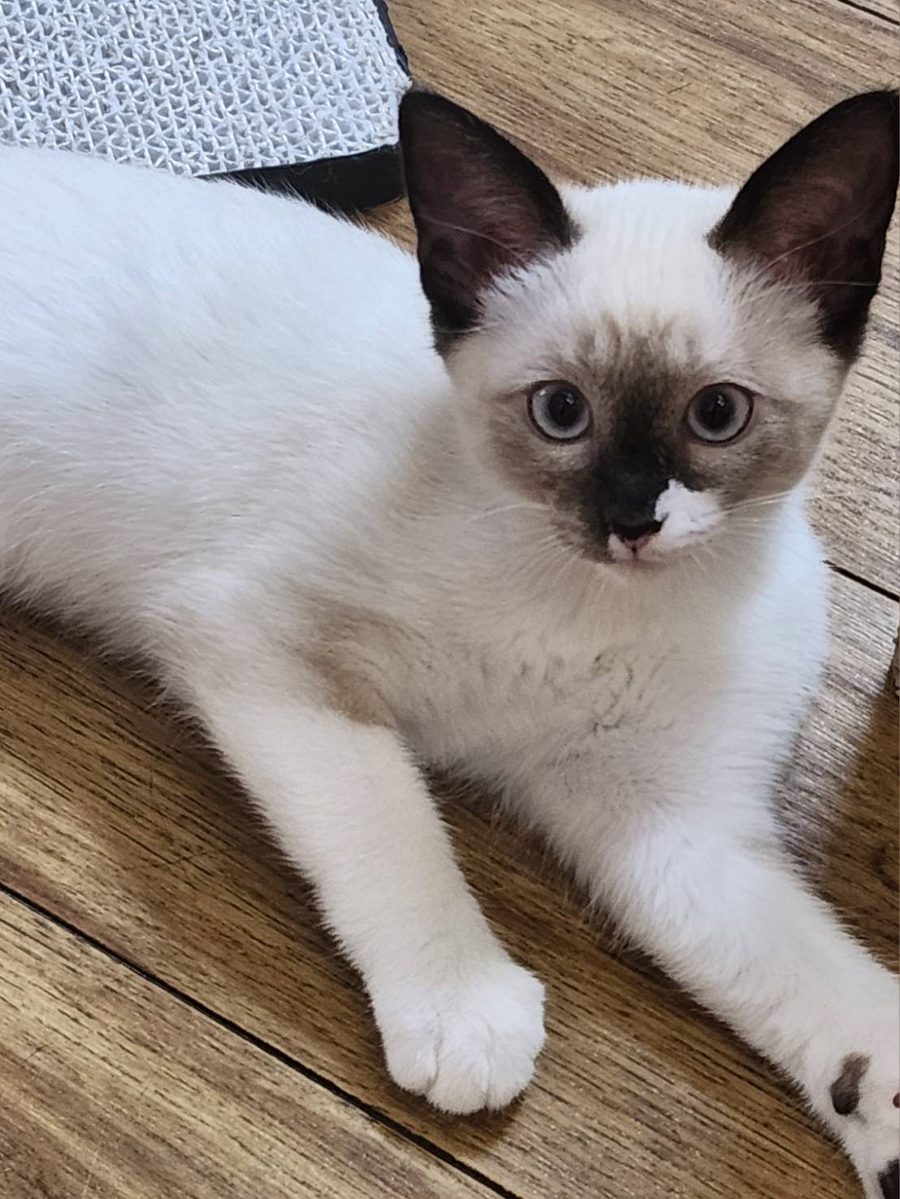 保護猫 シャム子(シャムミックス・女の子)の写真