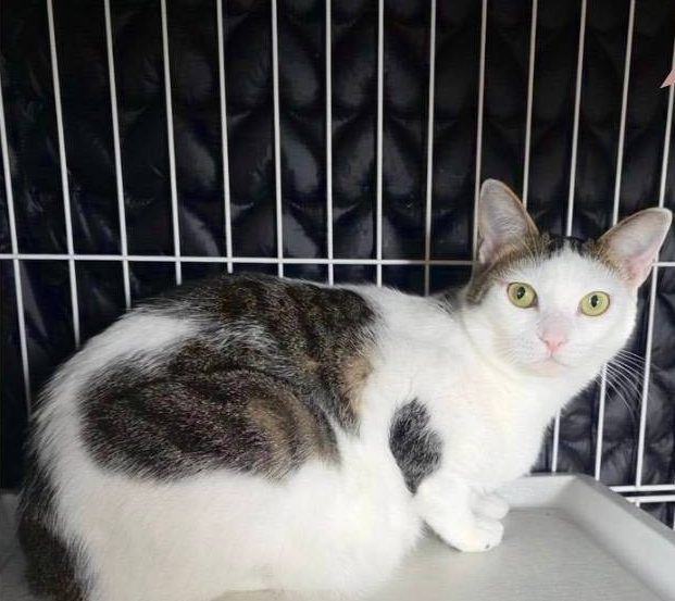 保護猫 チロル（キジ白・女の子）の写真