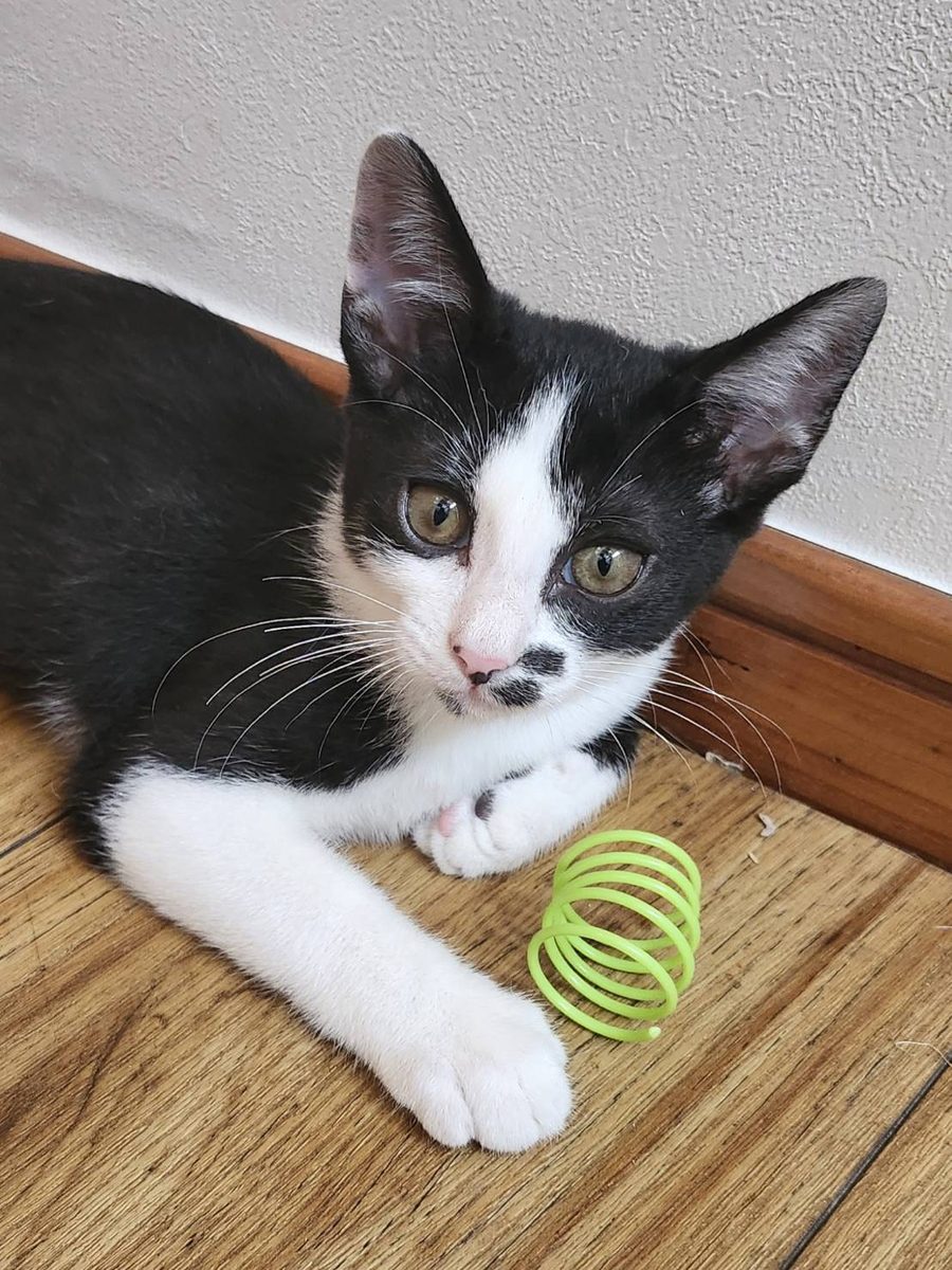 保護猫 われすぎ(白黒(ハチワレ)・女の子)の写真