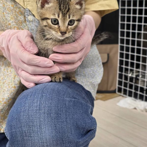 新しい家族が決まった卒業猫 7