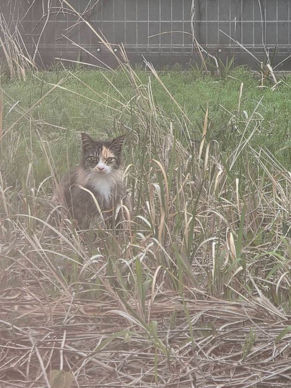 Instagram投稿:地域猫パトロールの途中でパチリ