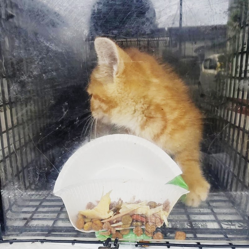Instagram投稿:最後の一匹。やっと捕獲器に入ってくれました。生きていてくれて本当によかったです