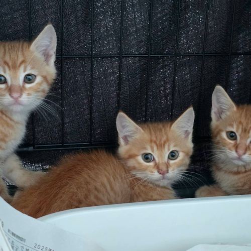 猫千華で暮らす保護猫たちの写真