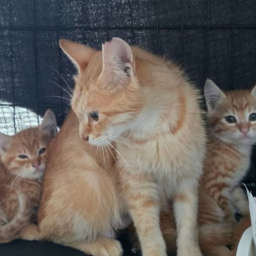 猫千華で暮らす保護猫たちの写真