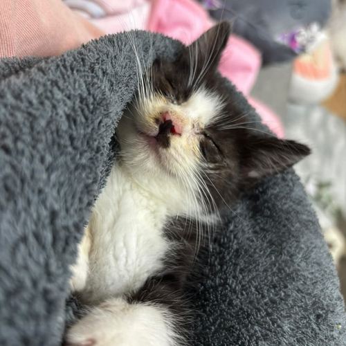 猫千華で暮らす保護猫たちの写真