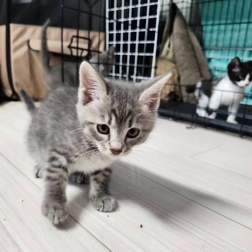 猫千華で暮らす保護猫たちの写真