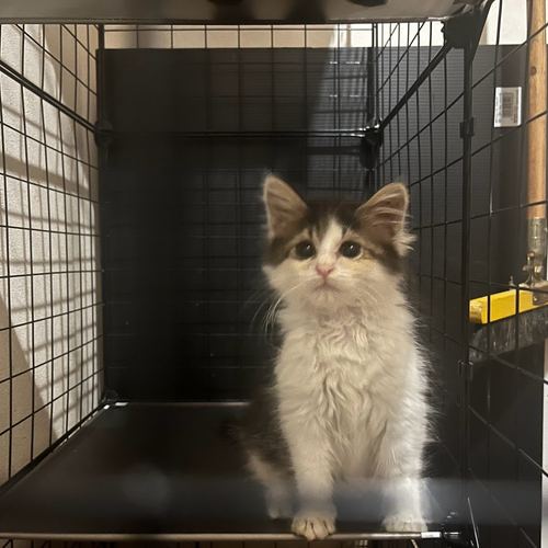 猫千華で暮らす保護猫たちの写真